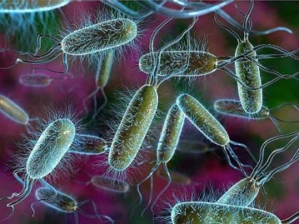 В Бурятии обнаружили кишечную палочку в Уде