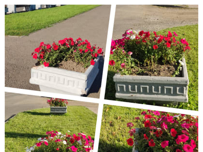 Снова выкопаны городские цветы