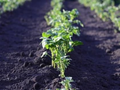 Врач Лаврищев назвал четыре опасных продукта, которые приводят к отравлениям на даче