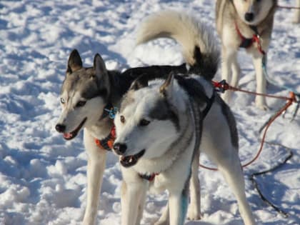 Многодневные гонки на собачьих упряжках стартовали в Иркутской области