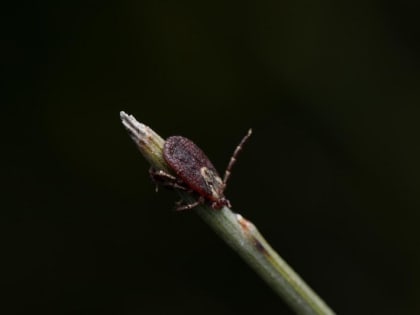 161 житель Иркутской области за неделю пострадал от укусов клещей