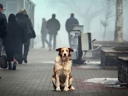 Усыпить нельзя отпустить