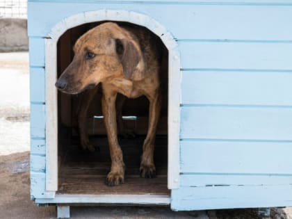 В Приангарье домашняя собака заболела бешенством после контакта с лисой