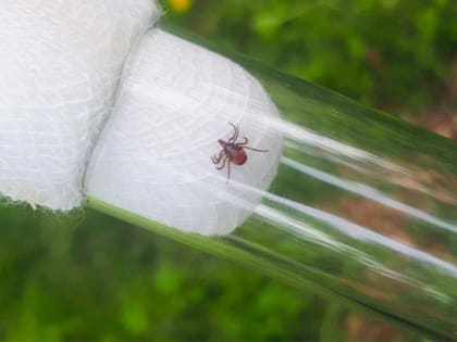 Клещи укусили 12,3 тысячи жителей Иркутской области в этом году