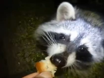 Ветеринары Иркутской области просят жителей не подкармливать диких животных