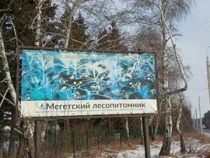 Мегетский лесопитомник увеличил объемы посадочного материала в четыре раза