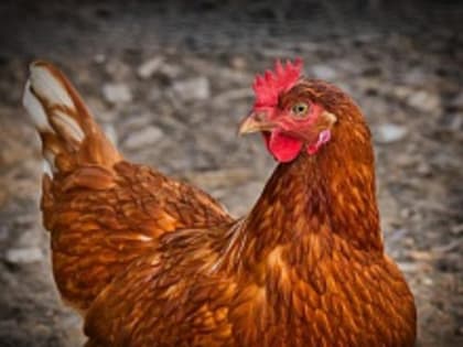 Смертоносная вспышка: Новый птичий грипп уничтожает все живое