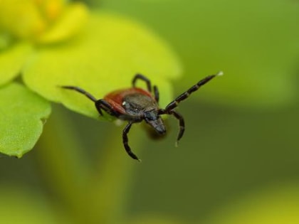 С начала сезона 126 жителей Новосибирской области заболели клещевым энцефалитом