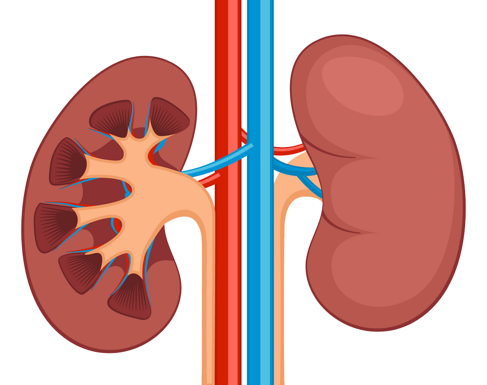 Nephrology (Kidney)