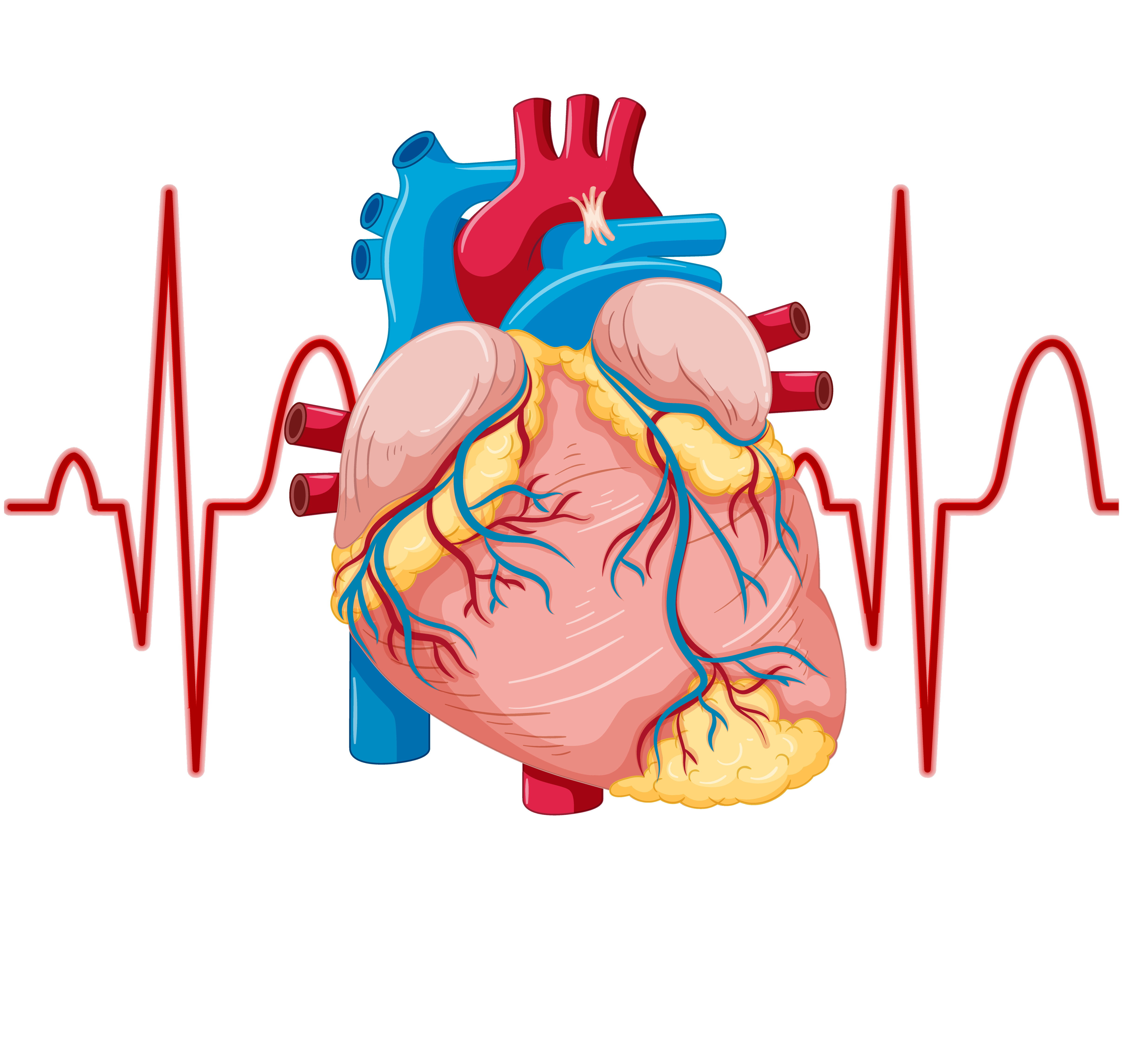 Cardiothoracic and Vascular Surgery