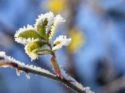 В Белгородской области ожидаются заморозки