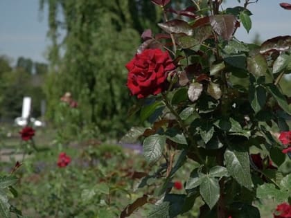 В Белгороде продолжают высаживать цветы