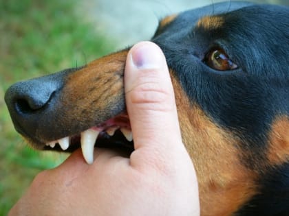 Губернатор подписал постановление об установлении карантина в одном из старооскольских посёлков