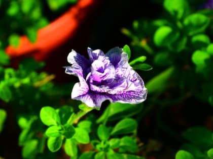 В Белгороде установят около 500 мобильных цветников и высадят 5 миллионов тюльпанов