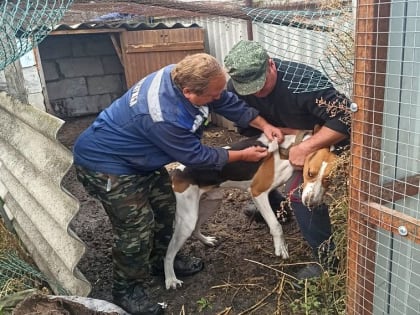 В Старом Осколе снова ввели карантин из-за бешенства