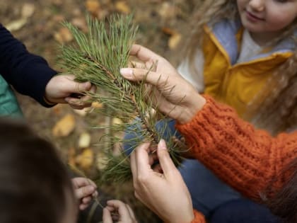 Белгородские волонтёры поддержали акцию «Живи, лес», высадив более 1600 саженцев сосны