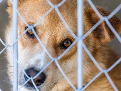 Мэр столицы Белгородчины опроверг информацию об освобождении собак из приюта