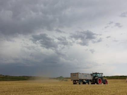 Белгородские аграрии засеяли более 50% планируемых площадей озимыми культурами