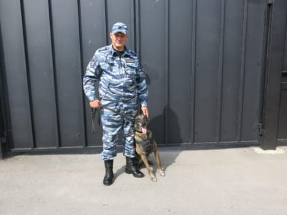 Бельгийская овчарка Мамай разыскала тайник с украденным триммером