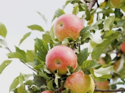 Потребительский кооператив «Яковлевские сады» получил субсидию в размере 380 тыс. рублей в 2023 году