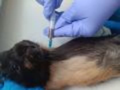 Опасных зооантропонозных заболеваний не выявлено