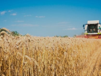 Яковлевский городской округ вошёл в тройку лидеров по урожайности зерновых культур