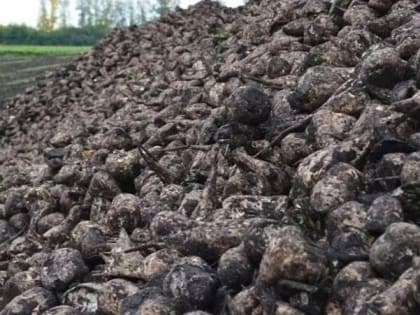 АО «Должанское» в Вейделевском районе завершило уборку сахарной свёклы