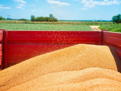 Росстат сообщил о 153,8 миллиона тонн урожая зерна в стране в 2022 году