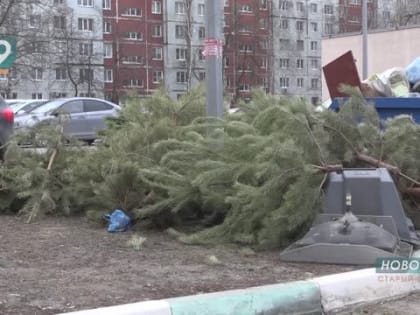 «Ёлки — в палки»: старооскольцев призывают экологично утилизировать новогодние деревья