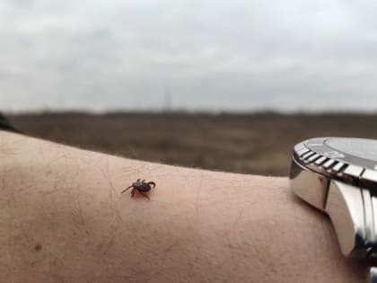 54 старооскольца обратились за помощью после укуса клещей