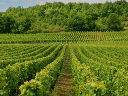 Россельхознадзор будет проводить инвентаризацию виноградных насаждений
