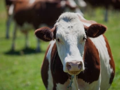 Ветеринары усилили контроль в Белгородской области из-за сибирской язвы в соседнем регионе