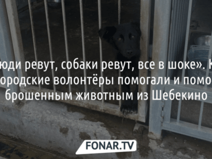 Шебекинцы жалуются на стаю собак возле детской площадки