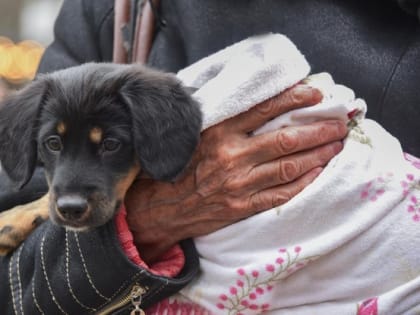 В Белгороде 21 октября пройдёт выставка-раздача бездомных собак