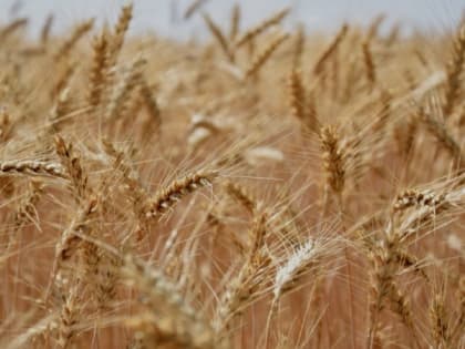 Цены на пшеницу упали до июньского минимума в России