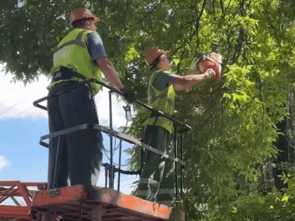 Белгородские коммунальщики регулярно проводят обрезку и спил сухих и аварийных деревьев