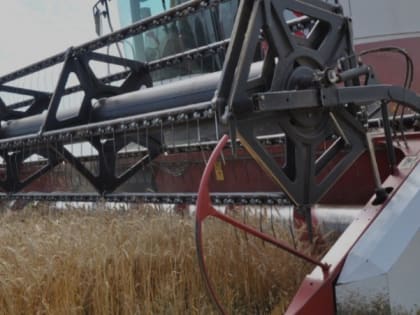 Уборочная кампания зерновых культур приблизилась к завершению в Грайворонском округе