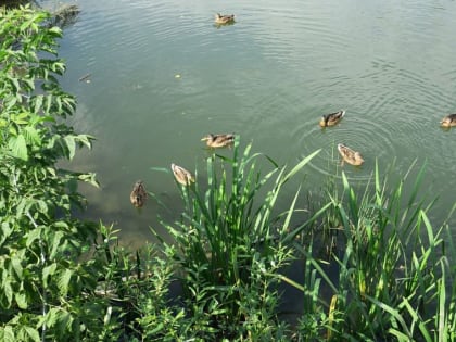 Как не заразиться подкожными личинками при купании в оскольских водоёмах: советует врач