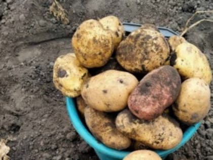 Субсидии для белгородских аграриев на производство овощей и картофеля