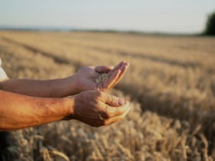 Белгородцы смогли получить 82 гранта «Агростартап» за 4 года благодаря нацпроекту «МСП»