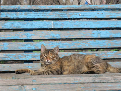 Столбики термометров в Белгородской области поднимутся до +27