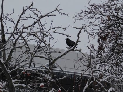 Температура воздуха в Белгородской области ночью опустится до 20 градусов мороза