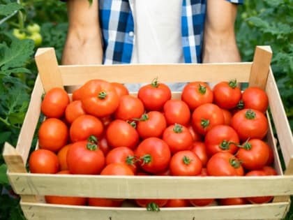 Белгородская область вошла в число регионов-лидеров по урожаю тепличных овощей