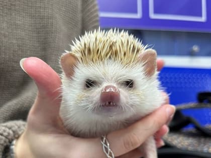 Старооскольские ветеринары оказали помощь белке и ежихе