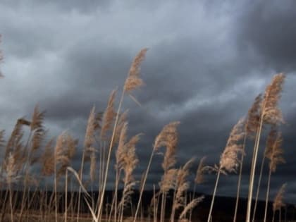 Порывы ветра достигнут 20 м/с на территории Белгородской области 5 ноября