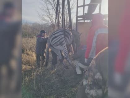 «Полоса белая, полоса чёрная»: в Старооскольском зоопарке обнаружены многочисленные нарушения