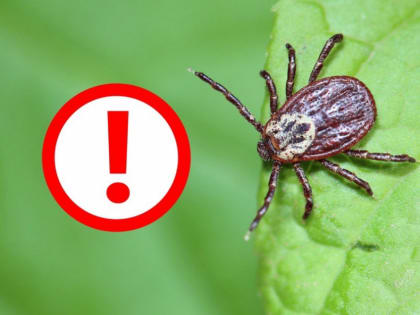 В России стартовала «горячая линия» по профилактике клещевого энцефалита