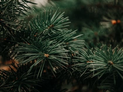 Центр экологической безопасности Белгородской области — об утилизации новогодних ёлок