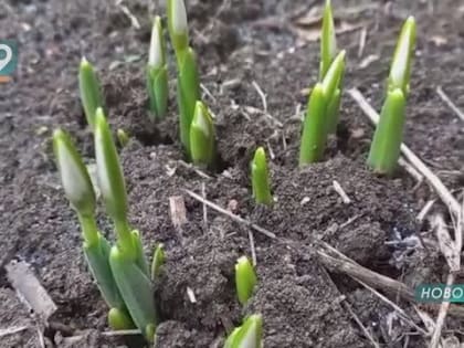 «Апрель, наступивший в январе»: в Старом Осколе цветут подснежники и набухают почки