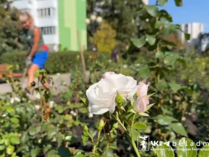 В Белгороде на бульваре Первого салюта планируют высадить около 4 тысяч роз